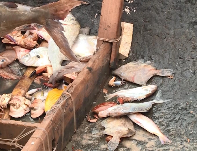 Cá chết hàng loạt một cách bất thường ở Quảng Trị đang khiến bà con ngư dân rất lo lắng. (Ảnh: Đỗ Bảo)