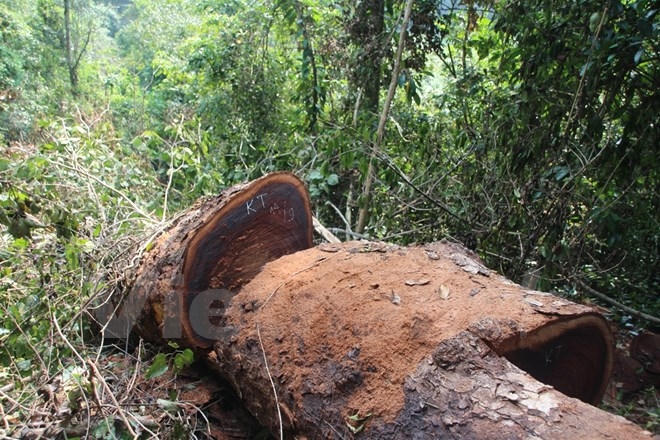 (Ảnh: H.V/Vietnam+)