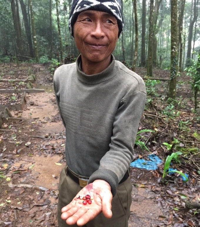 Ông A Minh đang cầm hạt Sâm Ngọc Linh để chờ nhân viên kỹ thuật hướng dẫn kỷ thuật trồng