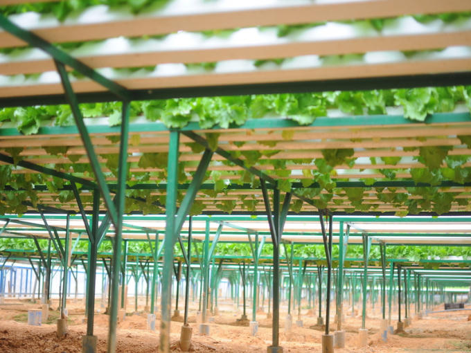 Khác với phương pháp canh tác truyền thống, những vườn rau công nghệ cao giờ đã thành “đặc sản” tại Lâm Đồng.