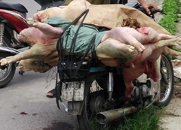 Lợn thối đang trên đường đi tiêu thụ thì bị người dân phái hiện và báo Cơ quan công an.