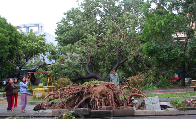 Một cây cổ thụ lớn ở công viên Phan Đăng Lưu