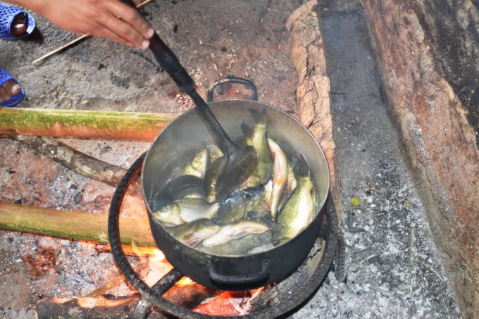 Chùm ảnh: Hoàng Su Phì vào mùa cá chép ruộng