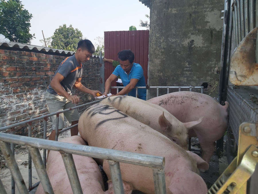 Giá heo hơi hôm nay 13/11 ở các tỉnh miền Bắc tăng cao kỷ lục, đã xuất hiện mức giá 77.000 - 78.000 đồng/kg. Ảnh: Minh Ngọc.