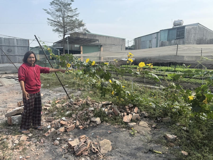 Hiện mảnh đất tranh chấp bà Lê đang canh tác rau màu.