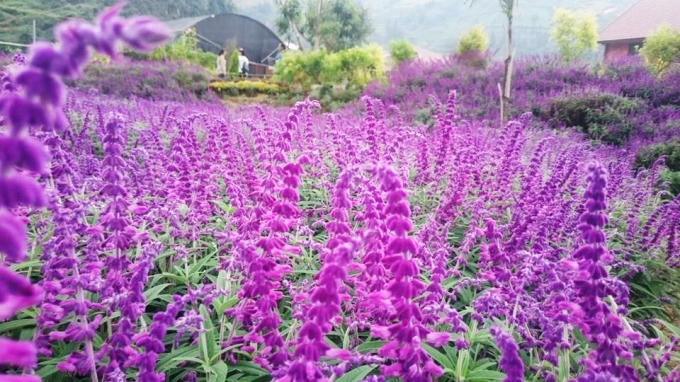 Giới trẻ thỏa sức tạo dáng chụp ảnh cùng hoa oải hương. Ảnh: Duy Tuấn.