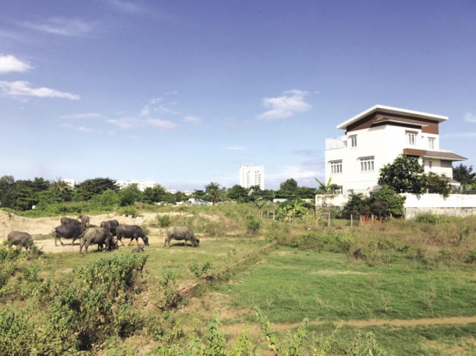 Cạnh một biệt thự sang trọng bỏ hoang trong dự án là bãi thả trâu.