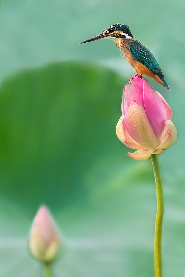 Bức “Chim nhỏ bên hoa sen” - Tác giả @sagorphotos (Bangladesh)