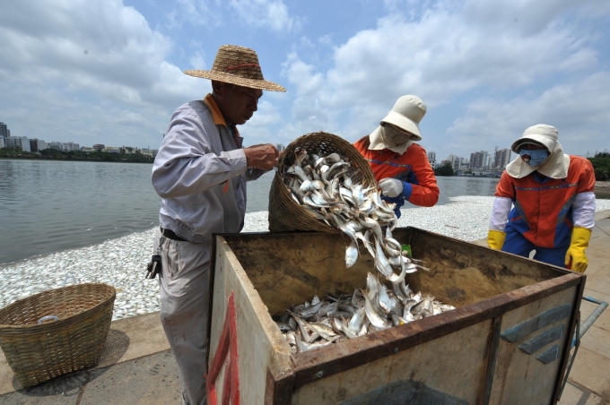 Các công nhân đang thu dọn số cá chết khỏi hồ.