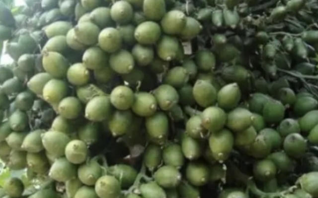 Đắk Nông: Khởi tố, bắt tạm giam 4 đối tượng chuyên trộm cắp