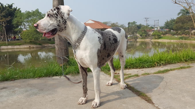 Một chú chó cảnh thoạt nhìn giống như chú ngựa con.