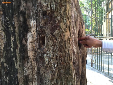 Cận cảnh cây sưa 200 tuổi ở Bắc Ninh sắp bị bán 24,5 tỷ