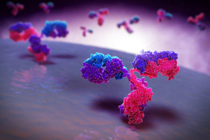 Cụ thể, các nhà nghiên cứu đã quan tâm đến việc một glycoprotein có tên CD248 có thể ảnh hưởng đến WAT và sự phát triển cuối cùng của T2D. Ảnh: ThoughtCo