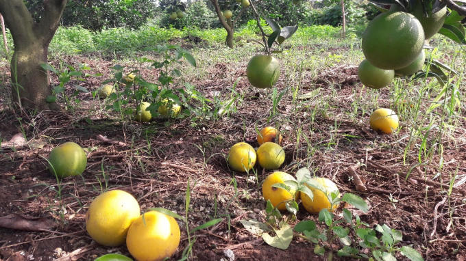 Những gốc cam chỉ còn lại ít quả.