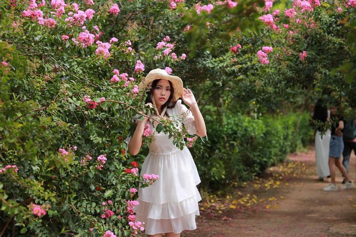 Trăm gốc tường vi đua nhau khoe sắc tại Tam Hiệp - Hà Nội - Hình 3