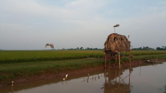 Nuôi chim tiêu khiển là thú vui hót hiện nay.