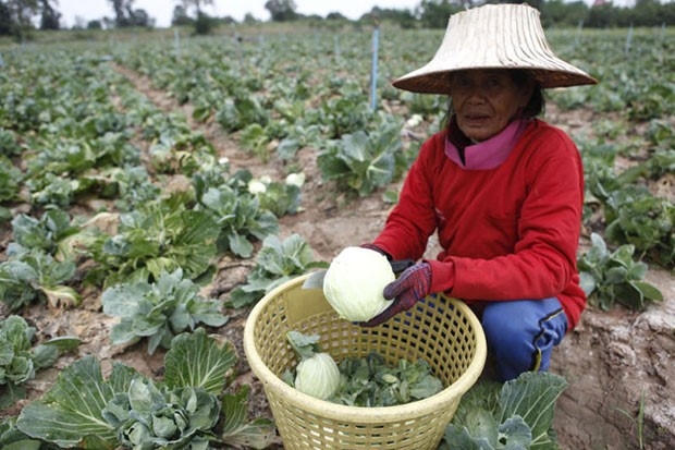 Một nông dân ở Nakhon Ratchasima thu hoạch bắp cải tháng 1/2016. Ảnh: Bangkok Post