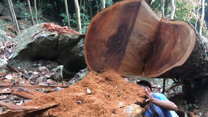 Bắc Kạn: Nghiến rừng lại bị chặt hạ trong Vườn quốc gia Ba Bể, lực lượng chức năng ở đâu?