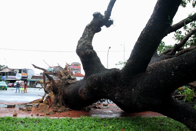 So với bão số 5, số lượng cây xanh bị đổ ngã tại TP Huế ít hơn
