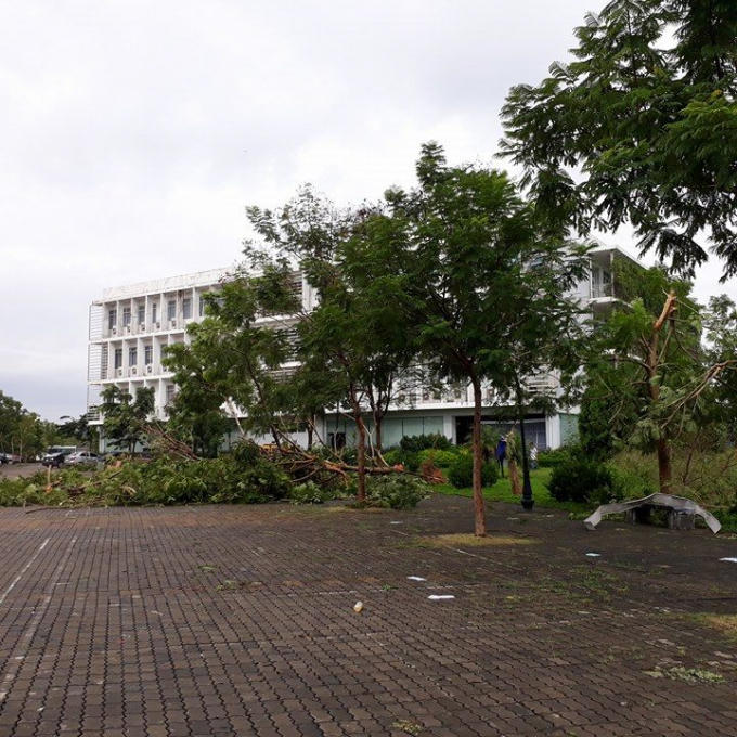 Cây cối tan hoang sau trận mưa.