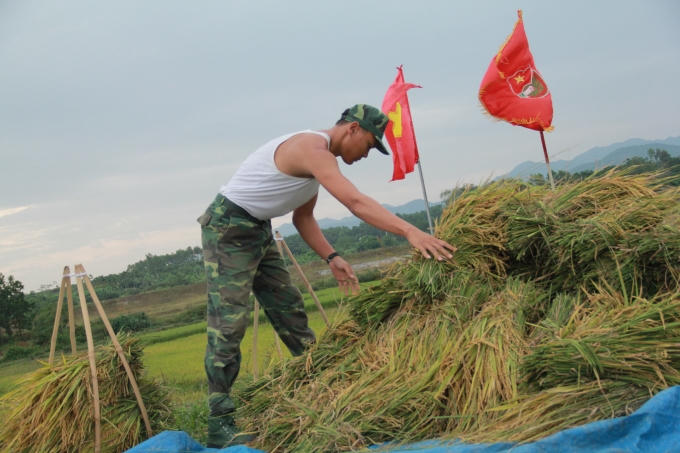 Trên cánh đồng lúa đang mùa thu hoạch, hình ảnh những chú Bộ đội giúp dân gặt lúa để kịp thời tránh bão khiến người dân thấy ấm lòng.