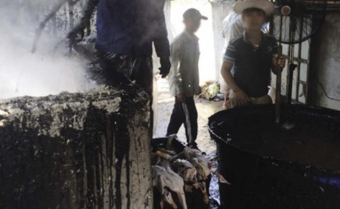 "Việc sử dụng nhựa thông không được phép sử dụng trong giết mổ gia cầm nói chung, giết mổ vịt nói riêng..." Cục Quản lý chất lượng nông lâm và thủy sản khẳng định. Ảnh: Internet