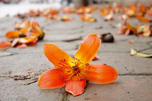 Những bông hoa gạo đỏ thắm như làn môi của người thiếu nữ đang nồng nàn tình yêu.