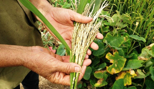 Gần 60 ha lúa của người dân huyện Gia Viễn bỗng bạc trắng sau một đêm.