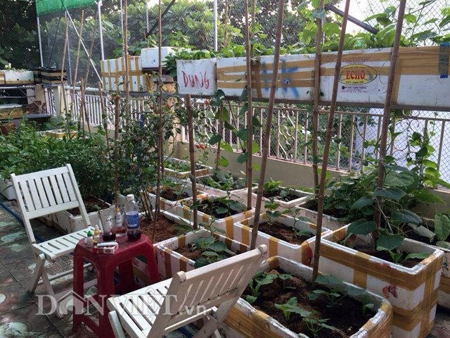Lúc chưa có vườn rau thì chẳng mấy ai lên sân thượng. Nhưng từ khi trồng rau trên sân thượng thì mỗi ngày chị Hạnh leo lên sân thượng mấy lần mà không thấy mệt tí nào.