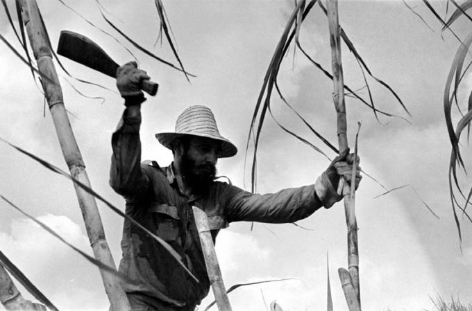 Fidel Castro là một trong những nhà lãnh đạo có thời gian cầm quyền liên tục kéo dài nhất trên thế giới với sức làm việc phi thường. Hình ảnh Castro chặt cây mía ở Cuba 1970. (Ảnh: Getty)