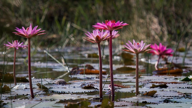  Thiên nhiên hoang sơ tại  Vườn quốc gia Lò Gò Xa Mát.