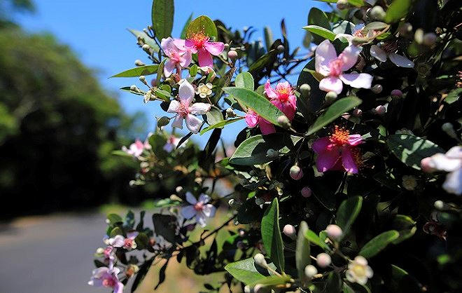 Hoa sim nở ven đường l&ecirc;n b&aacute;n đảo. Năm 2016, UBND TP Đ&agrave; Nẵng đ&atilde; cho th&iacute; điểm trồng con đường sim d&agrave;i 30 m tr&ecirc;n khu bảo tồn thi&ecirc;n nhi&ecirc;n Sơn Tr&agrave;, từ &yacute; tưởng của người d&acirc;n gửi đến email của Chủ tịch th&agrave;nh phố Huỳnh Đức Thơ.&nbsp;