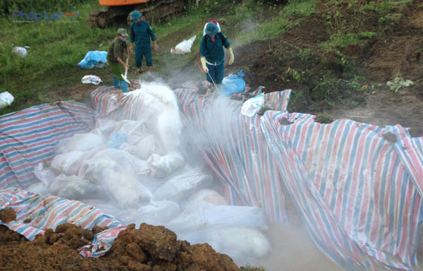 Sau 2 ngày chôn lấp, khoảng 5.000 con lợn chết do lũ đã được tiêu hủy hoàn toàn. (Ảnh: A.Thắng)