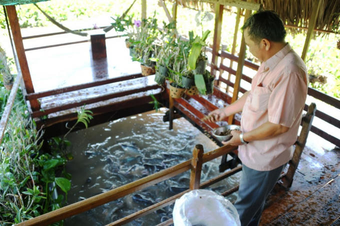 Nông dân có biệt tài này là ông Phạm Văn Cường (64 tuổi ở phường Vĩnh Ngươn, TP. Châu Đốc, tỉnh An Giang). Sau khi nghỉ việc kinh doanh, năm 2014, ông Cường cất một nhà mát ở bờ sông Vĩnh Ngươn (một nhánh sông Hậu) để tiếp bạn bè, nằm nghỉ trưa. Dưới bờ sông, ông chất chà (chất nhiều cành cây xuống sông), thấy có cá đến ở, ông rải thức ăn cho cá ăn.