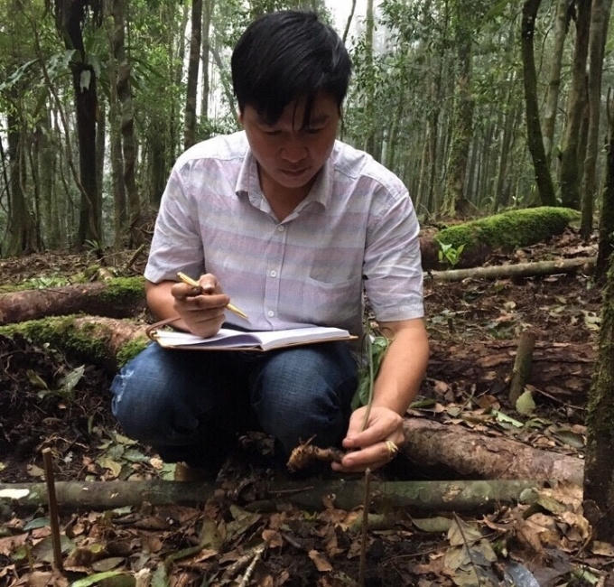 Anh Ngô Quang Cường - người luôn gắn bó với cây Sâm và bà con nơi đây