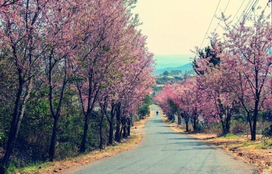 Con đường hoa Mai Anh Đào nổi tiếng tại dốc Đa Quý - Trại Mát. Ảnh: Việt Anh.