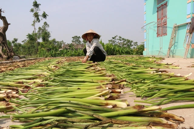 Bèo sau khi cắt được phơi nắng cho khô.