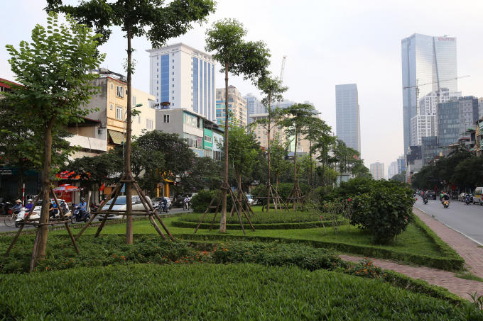 cay xanh van cao