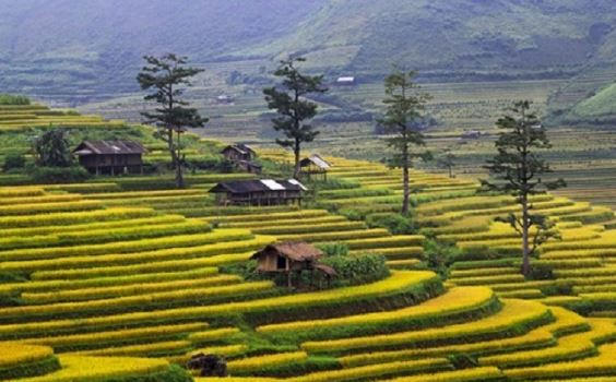 Xen lẫn giữa cánh đồng ruộng bậc thang là chiếc nhà sàn của bà con nơi đây dựng nên để làm nơi nghỉ ngơi khi canh tác.