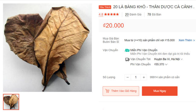 Lá bàng được rao bán rầm rộ trên các sàn thương mại điện tử.