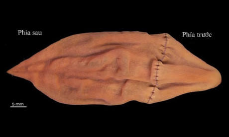 10 lo&agrave;i vật mới được ph&aacute;t hiện trong năm 2017