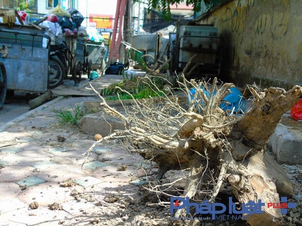 Vào ngày 19/6 đơn vị quản lý đẫ tiến hành nhổ bỏ các cây chết khô.