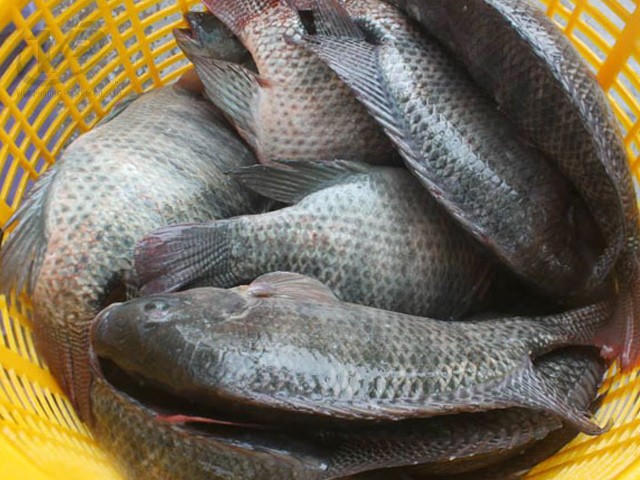Thịt cá rô phi Việt Nam rất tươi ngon, giàu dinh dưỡng. (Ảnh: Internet)