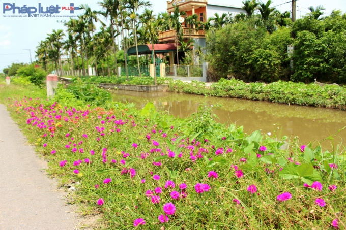 Rất nhiều xã thuộc huyện Hải Hậu trông hoa ven các con đường.