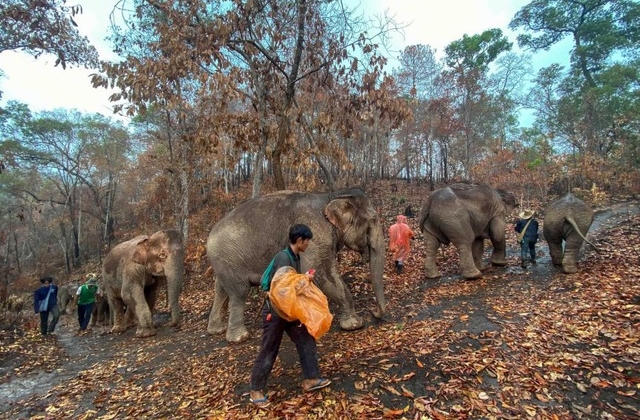 Hàng trăm con voi đi bộ về quê vì