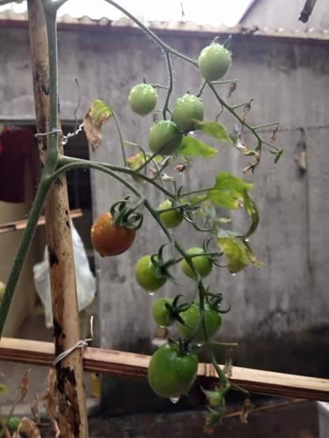 Cà chua bi xanh được chị Phượng chăm sóc kỹ lưỡng vì đây là giống cây khó trồng.