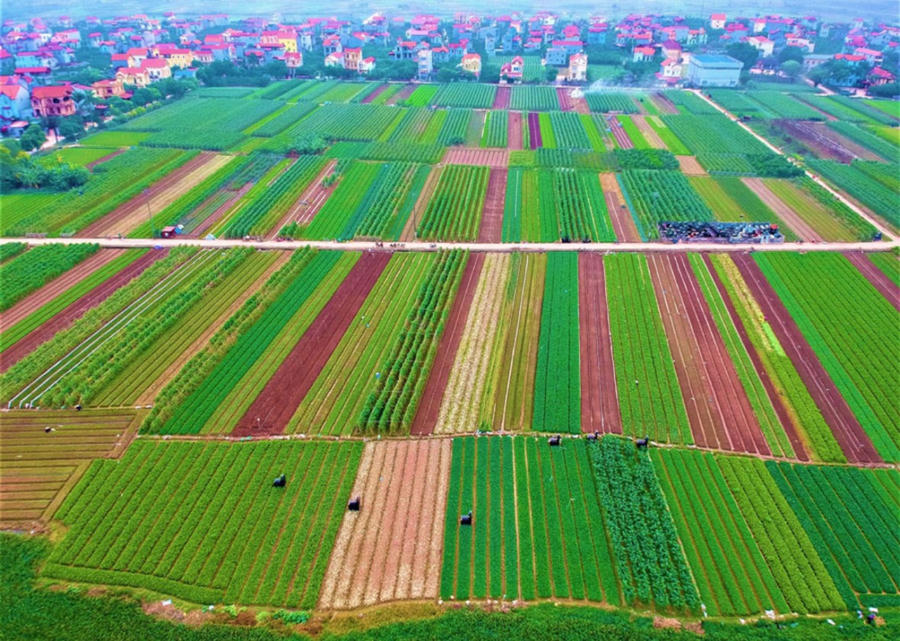 Mục tiêu xuyên suốt của Hà Nội là phát triển nông nghiệp đô thị, nông nghiệp sinh thái gắn với chuyển đổi số toàn diện. Ảnh Internet