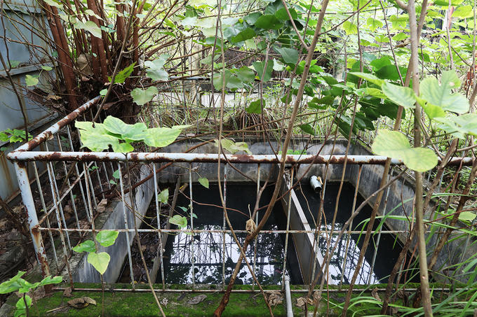 Hệ thống bể xử lý lộ thiên bị cỏ dại mọc choán hết lối vào.
