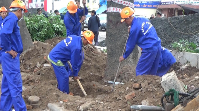 Trong đợt đầu tiên, có 14 cây sẽ được di chuyển.