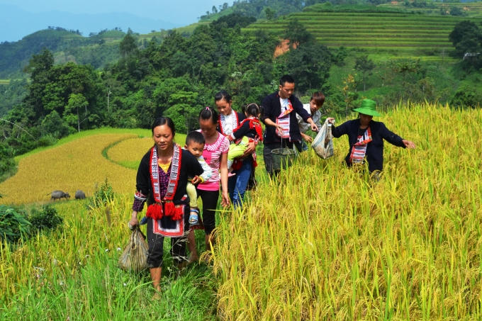 Chùm ảnh: Hoàng Su Phì vào mùa cá chép ruộng
